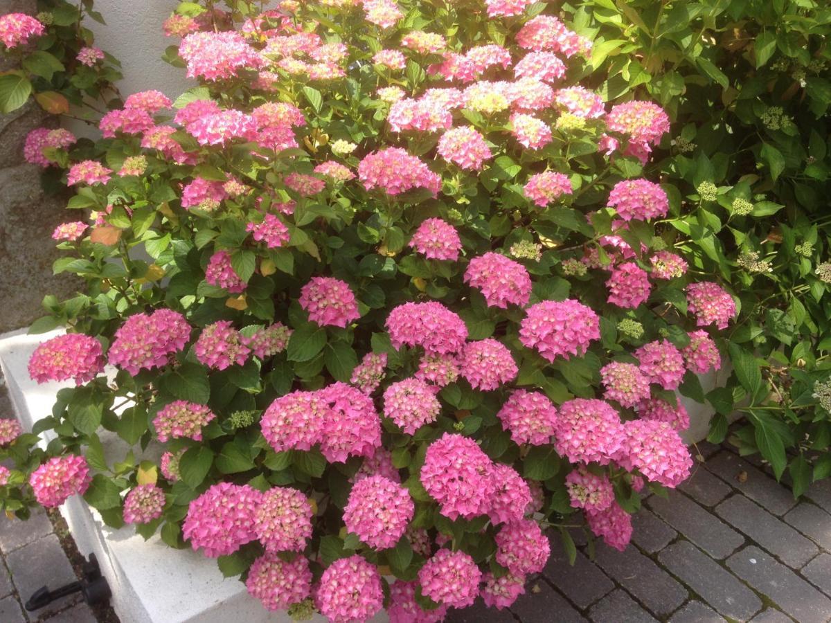 Les Hortensias Lantosque 外观 照片